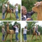 Preview: Spielpferd Alpaka im Garten mit freudigen spielenden Kindern