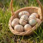 Preview: Weidenkorb mit natur Holz-Ostereiern im Gras – nachhaltige Ostereier für Kinder